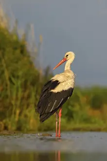 White Stork (Ciconia ciconia), stork resting in the morning light
