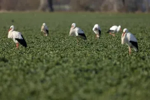 White stork (Ciconia ciconia) Storks standing in a field