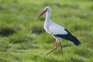 White stork (Ciconia ciconia) striding in a wet meadow