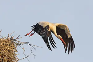 White Stork (Ciconia ciconia) taking off from the nest