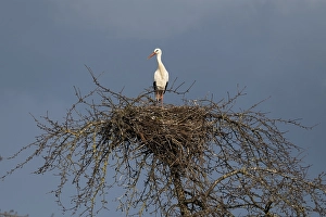 White stork (Ciconia ciconia) on tree nest
