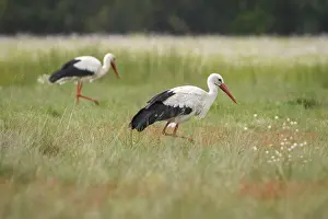 White Stork (Ciconia ciconia), walking on grassland