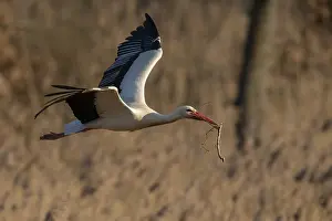 White Stork (Ciconia ciconia), also white stork in flight with nesting material