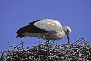 White stork, ciconia ciconia, white stork, nest