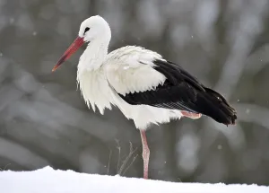 White Stork (Ciconia ciconia) in winter