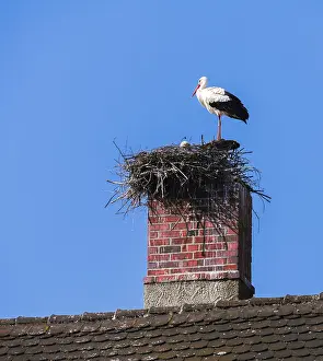 White stork couple building a nest on a chimney