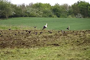White stork in a field, spring, Germany, Europe