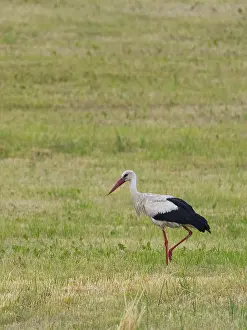 A white stork looking for food