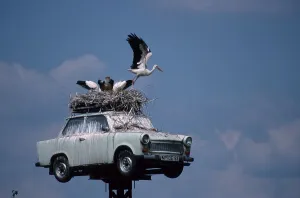 White Stork nest on Trabant, Neuruppin