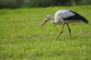 White stork, old bird foraging