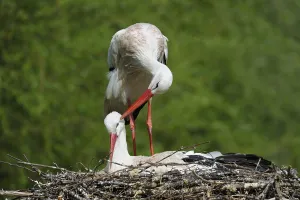 White stork, pair at nest, May