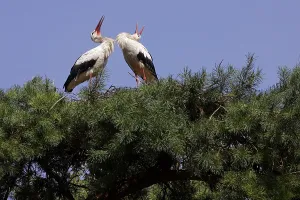 White stork - a pair of white storks nesting on a tree (Ciconia ciconia)