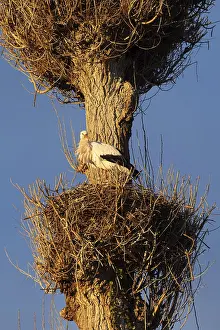 White stork, Rapperswil, Switzerland