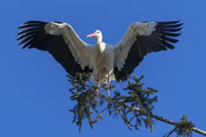 White stork with spread wings standing on a tree branch under a blue sky