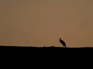 Category Wildlife DE Prints: A white stork at sunset, Mecklenburg-Western Pomerania
