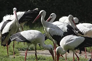 White storks