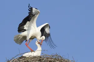 White Storks (Ciconia ciconia)