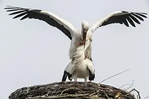White storks (Ciconia ciconia)