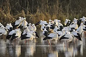 White storks (Ciconia ciconia)