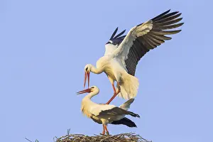 White Storks (Ciconia ciconia)