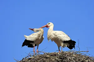 White Storks (Ciconia ciconia)