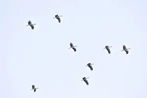 White storks (Ciconia ciconia)