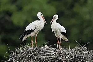 White storks (Ciconia ciconia)