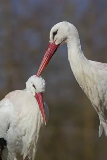 White Storks (Ciconia ciconia)