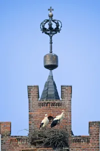 White storks (Ciconia ciconia)