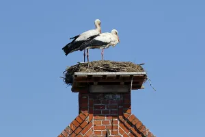 White storks (Ciconia ciconia)