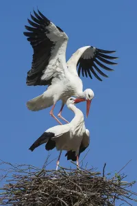 White storks (Ciconia ciconia), couple