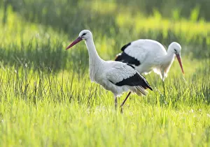 White storks (Ciconia ciconia) foraging in a meadow