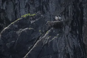 White storks (Ciconia ciconia) in nest