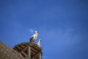White storks (Ciconia ciconia) in the nest