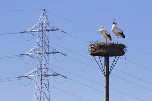 Category Wildlife DE Prints: White storks (Ciconia ciconia) nesting pair in spring