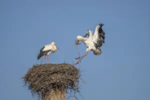 Two white storks (ciconia ciconia) can be seen in a tree