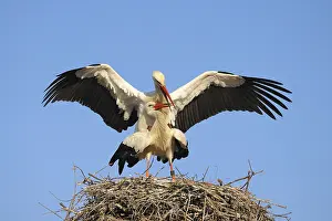 White storks mating, Ciconia ciconia
