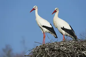 White storks at the nest (Ciconia ciconia)