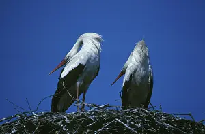 White storks, pair, courtship display