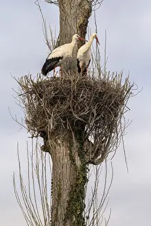 White storks Rapperswil, Switzerland