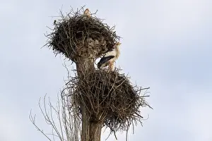 White storks, Rapperswil, Switzerland