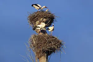 White storks, Rapperswil, Switzerland
