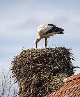 White storks, in the stork care centre Wesermarsch