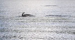 A white-striped dolphin dives again after catching its breath