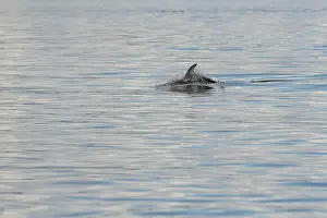 A white-striped dolphin off the Canadian west coast