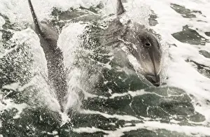 Two white-striped dolphins break through the surface of the water to catch their breath