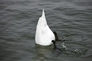 White swan at the bottom