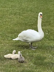 White swan (Cygnus) with three chicks
