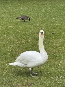 White Swan (Cygnus), in the municipal park