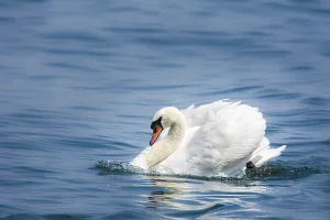 White swan (cygnus olor) swimming in the water